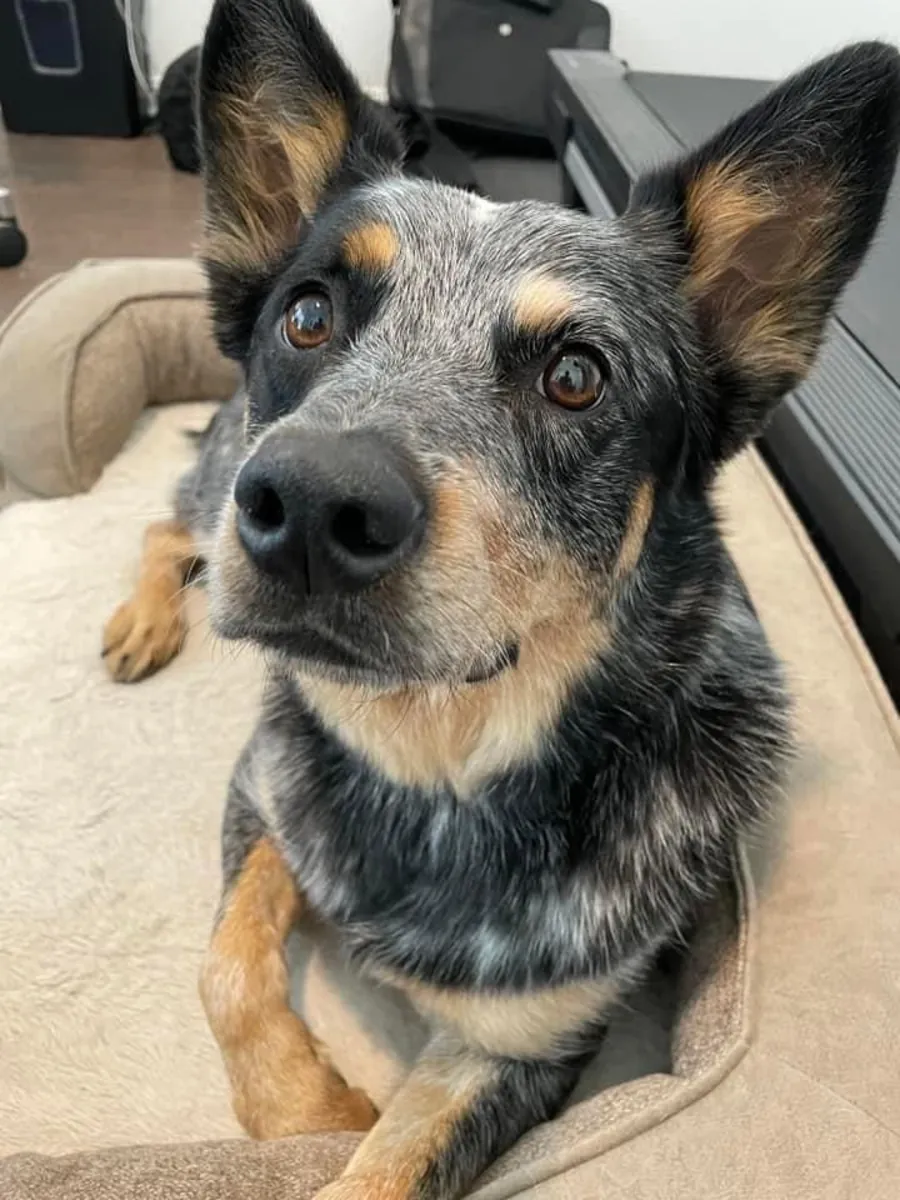 澳大利亚牧牛犬领养 | 精力充沛、聪明伶俐的犬种