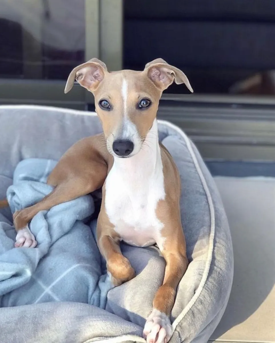 惠比特犬领养 | 优雅的犬种，适合家庭生活