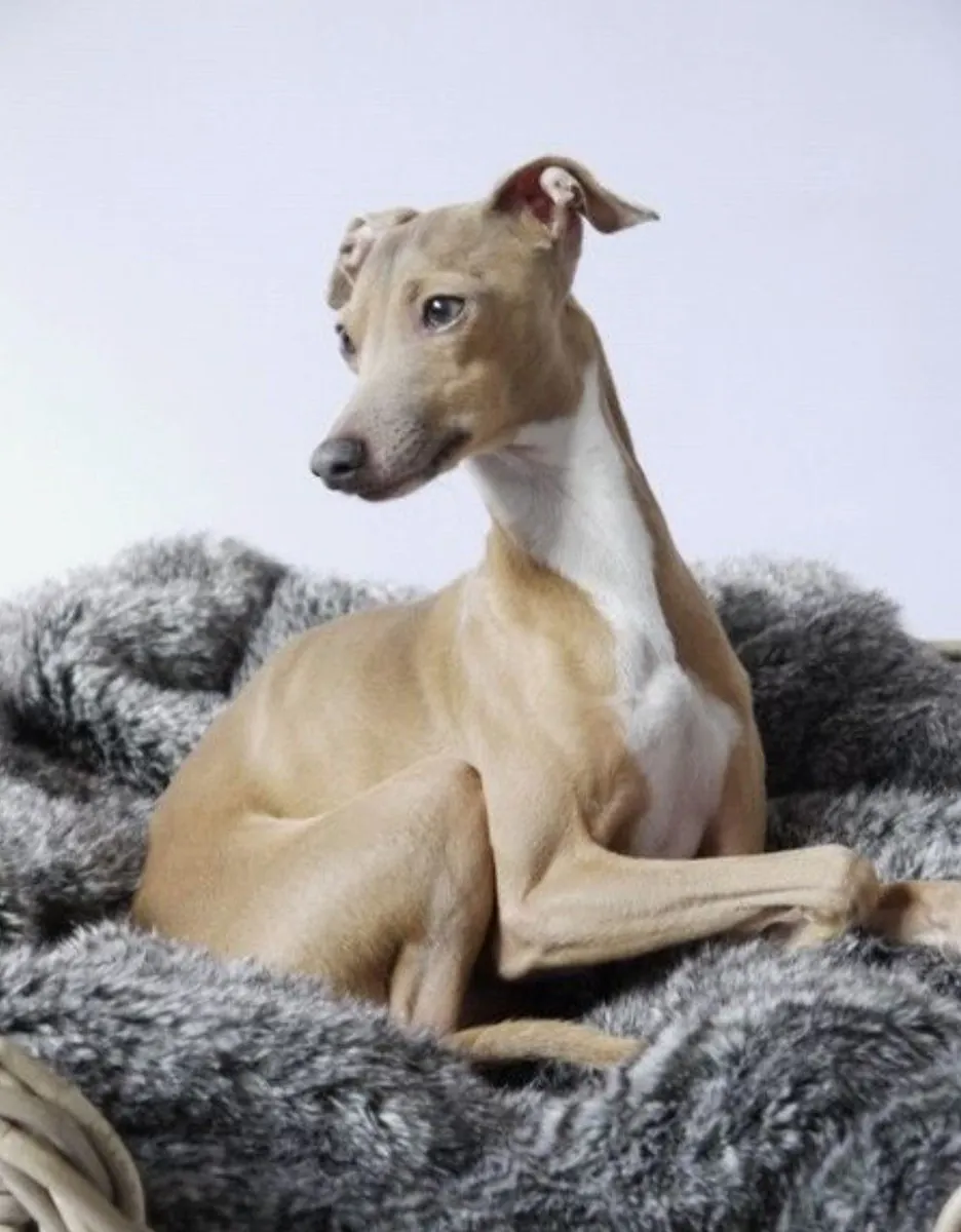 惠比特犬领养 | 优雅的犬种，适合家庭生活