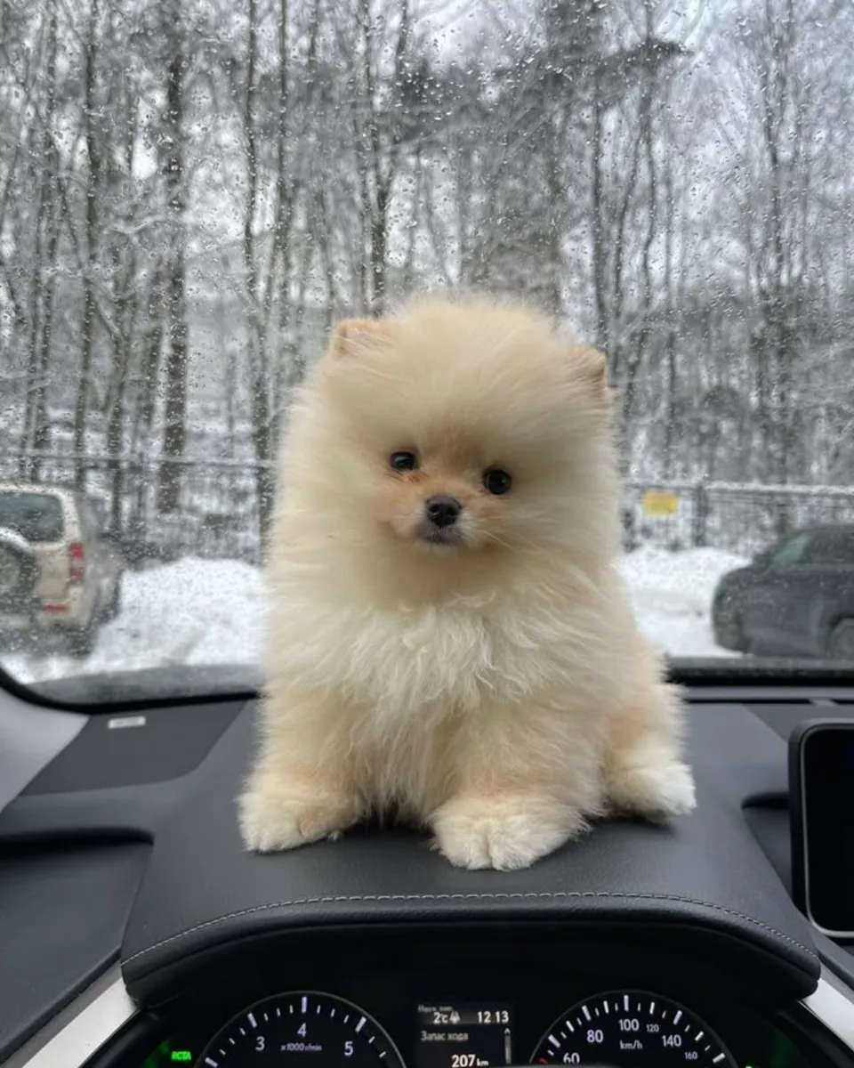 博美犬领养 | 可爱的小型犬