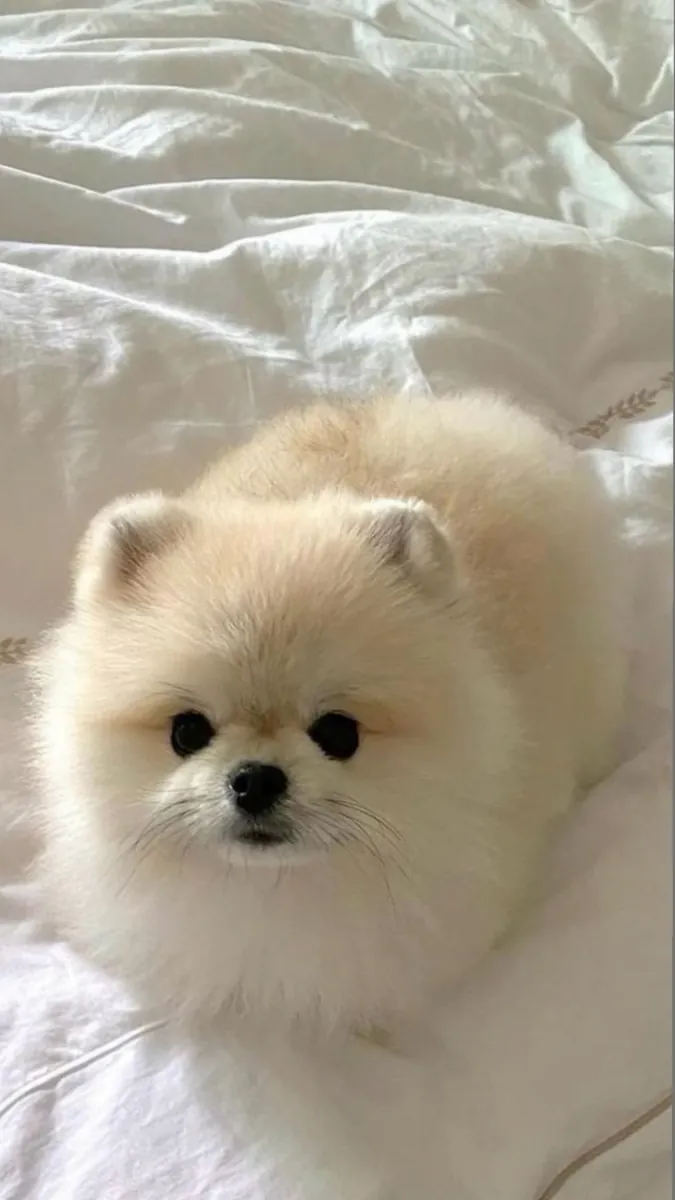 博美犬领养 | 可爱的小型犬