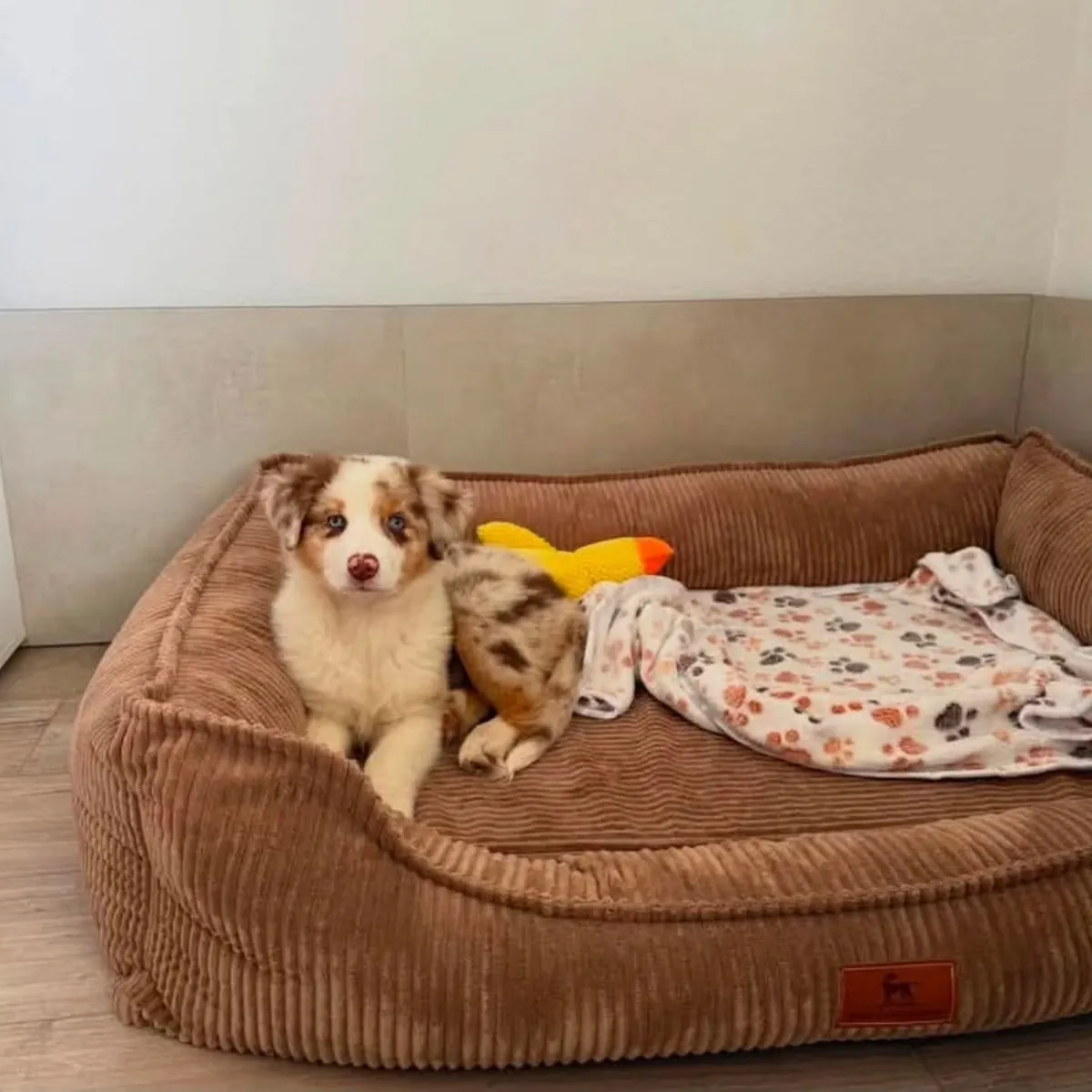 Chiot berger australien attendant une famille aimante