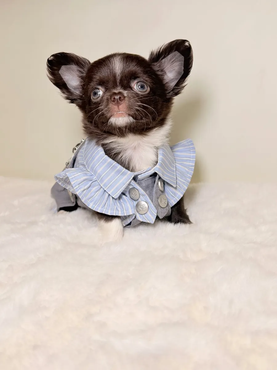 Chihuahua puppy for rehoming 