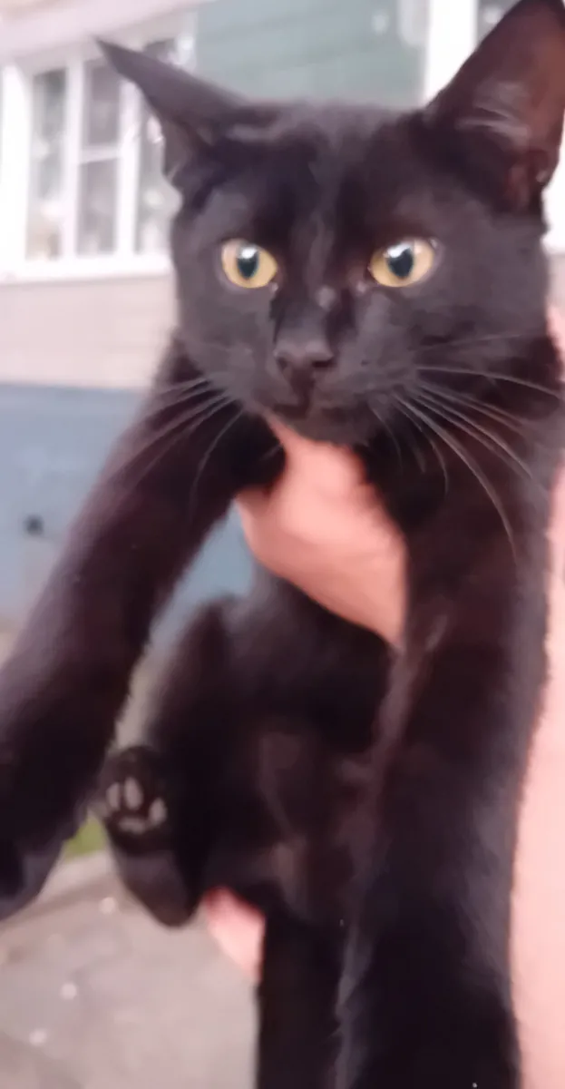 两只捕鼠的小猫寻找家（4个月）