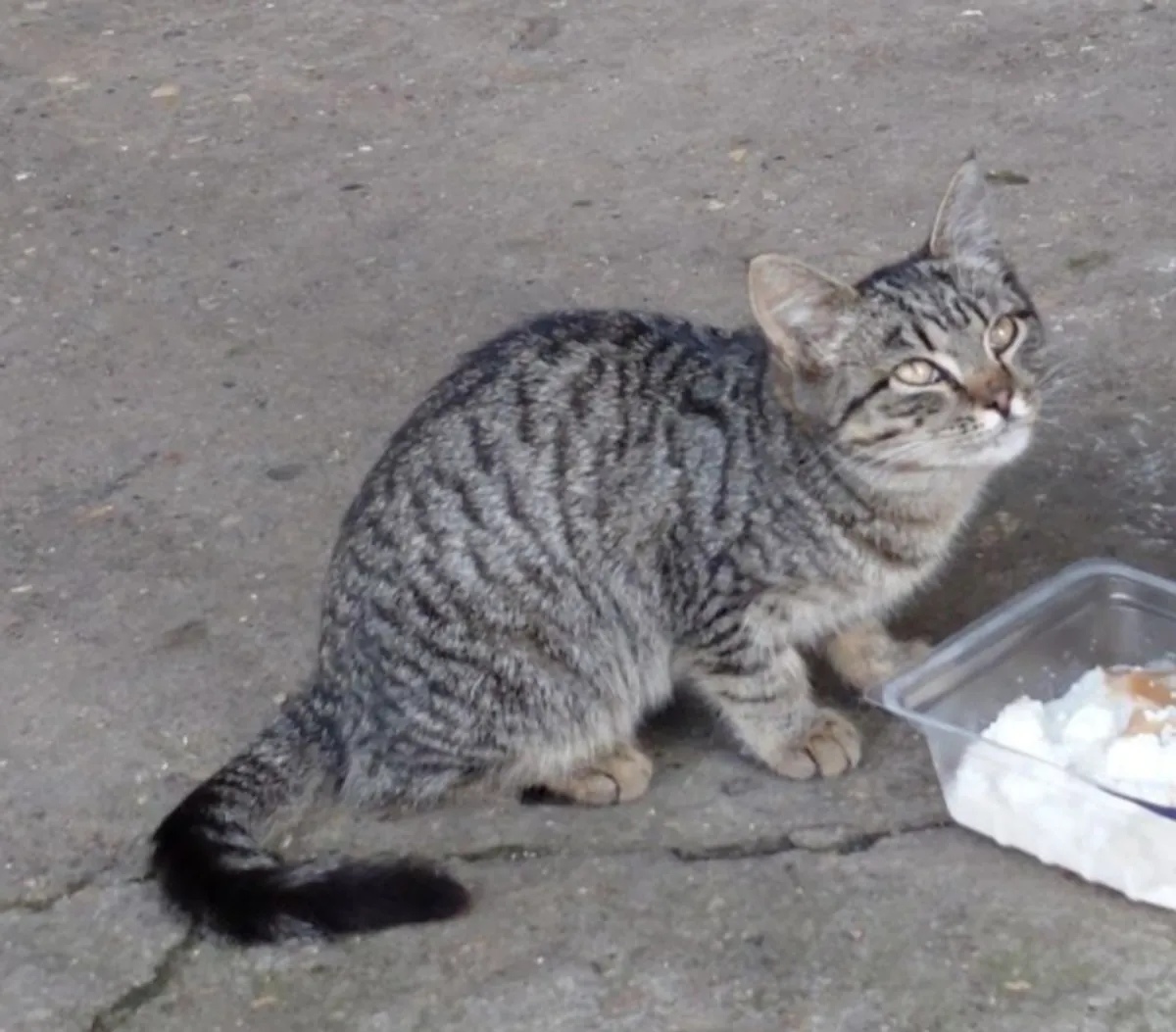 两只捕鼠的小猫寻找家（4个月）