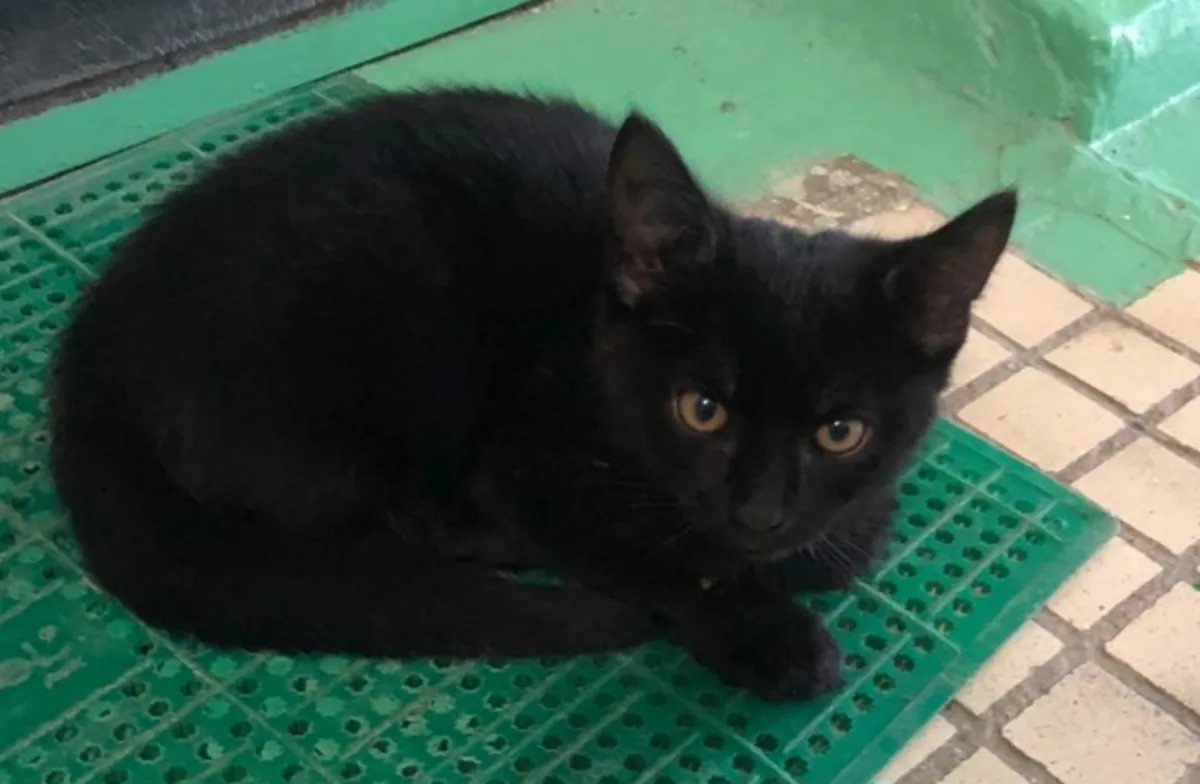 两只捕鼠的小猫寻找家（4个月）