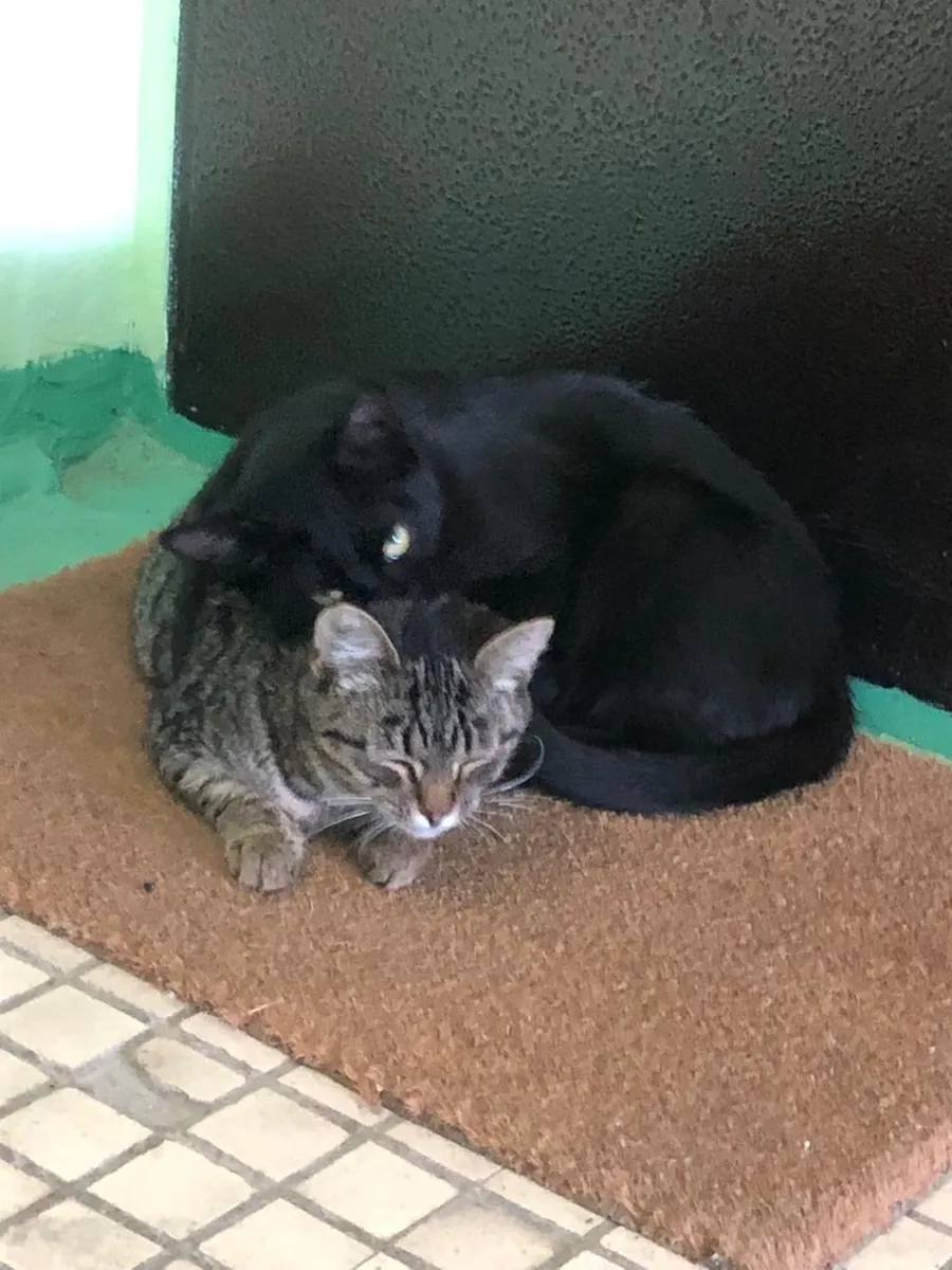 两只捕鼠的小猫寻找家（4个月）
