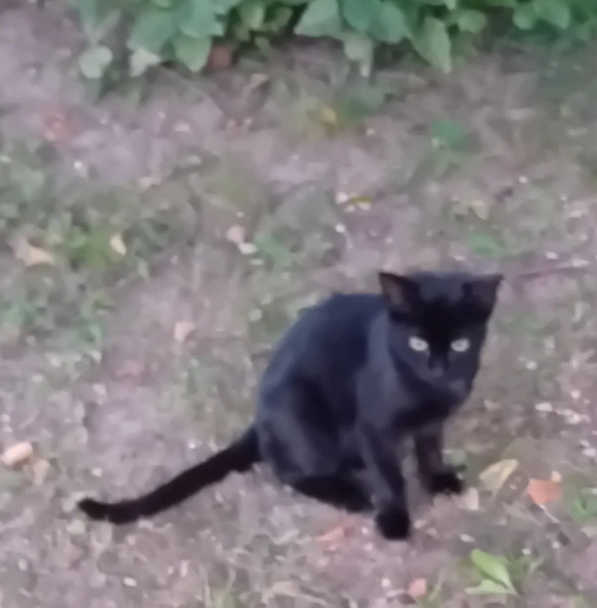 两只捕鼠的小猫寻找家（4个月）