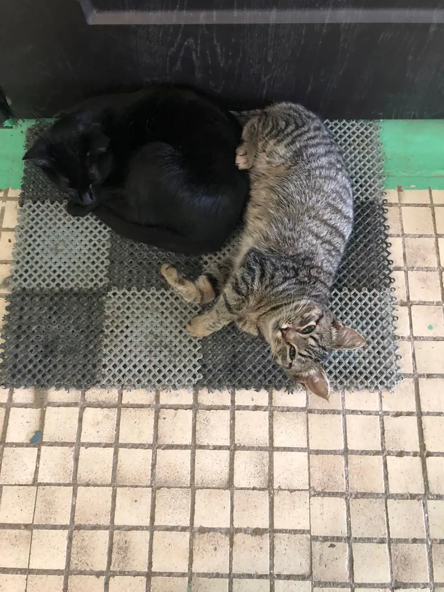 两只捕鼠的小猫寻找家（4个月）