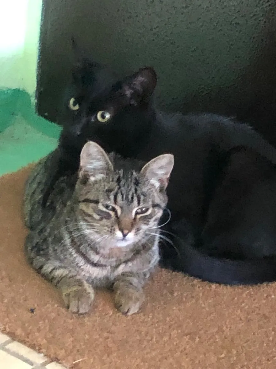 两只捕鼠的小猫寻找家（4个月）