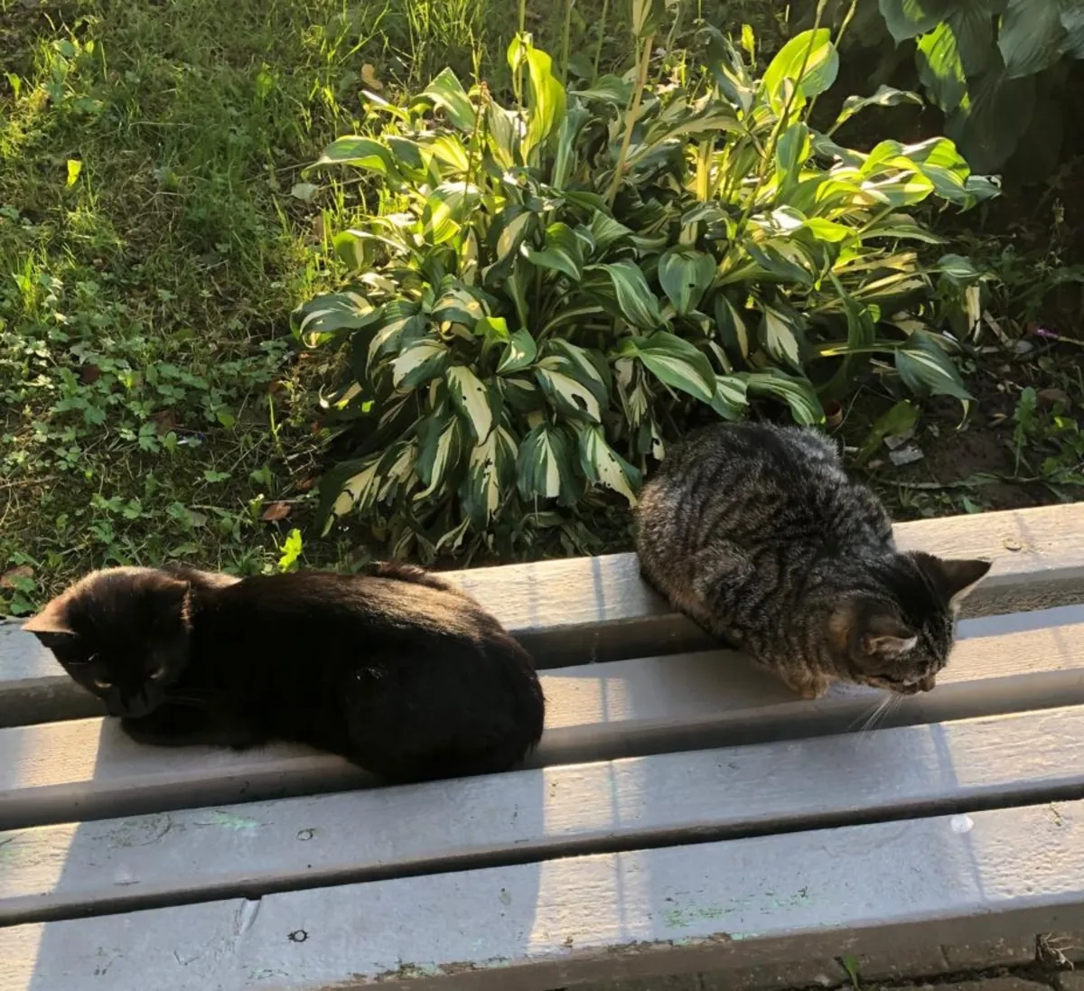 两只捕鼠的小猫寻找家（4个月）