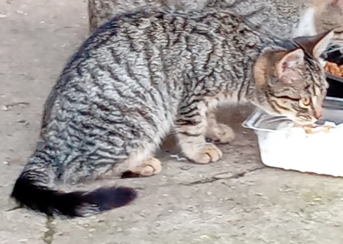 两只捕鼠的小猫寻找家（4个月）