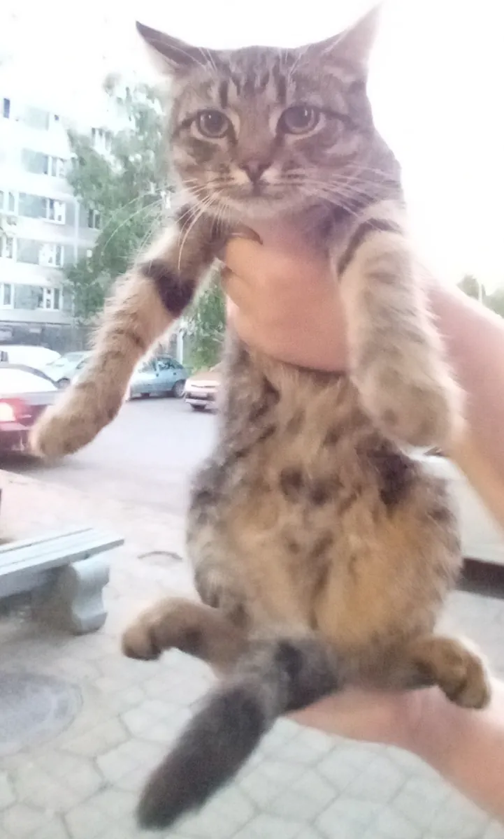 Fareli Kedi, Ev Arıyor (4 ay)