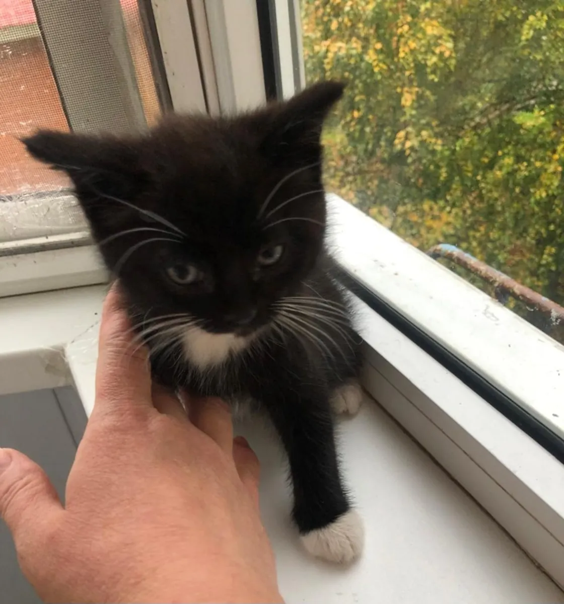 Cute hand-raised 1.5-month-old kittens