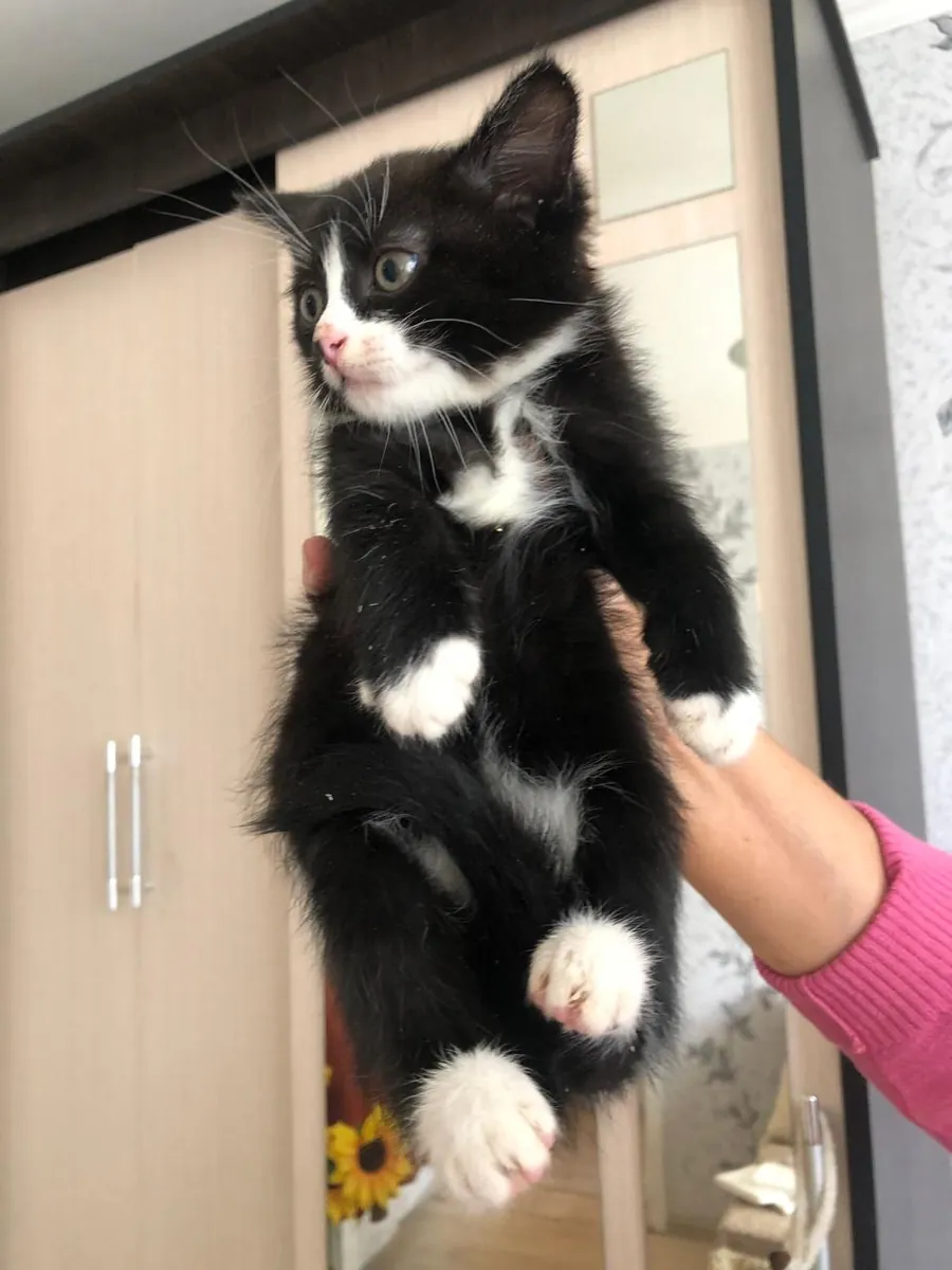 Cute hand-raised 1.5-month-old kittens