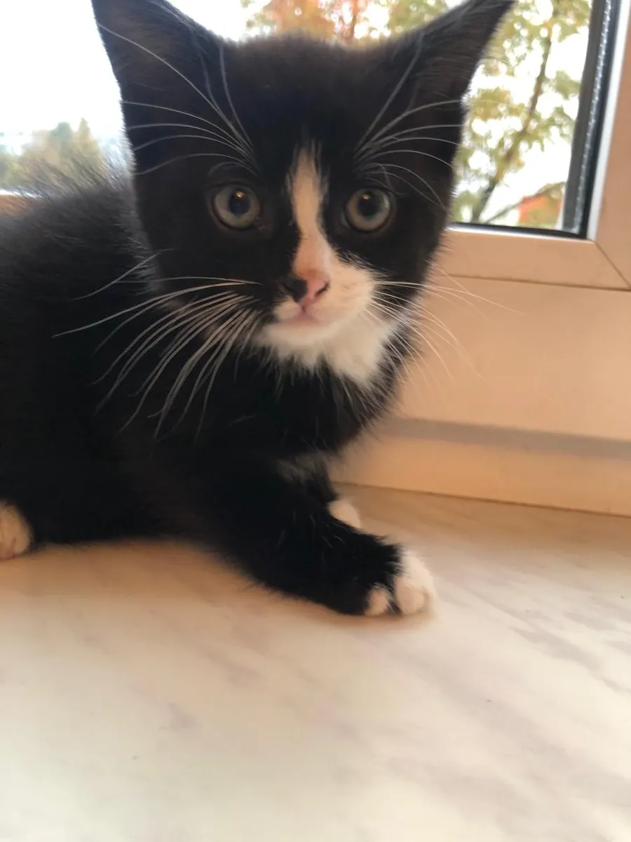 Cute hand-raised 1.5-month-old kittens