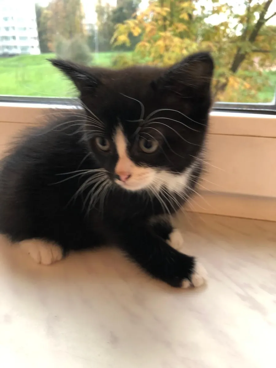Cute hand-raised 1.5-month-old kittens