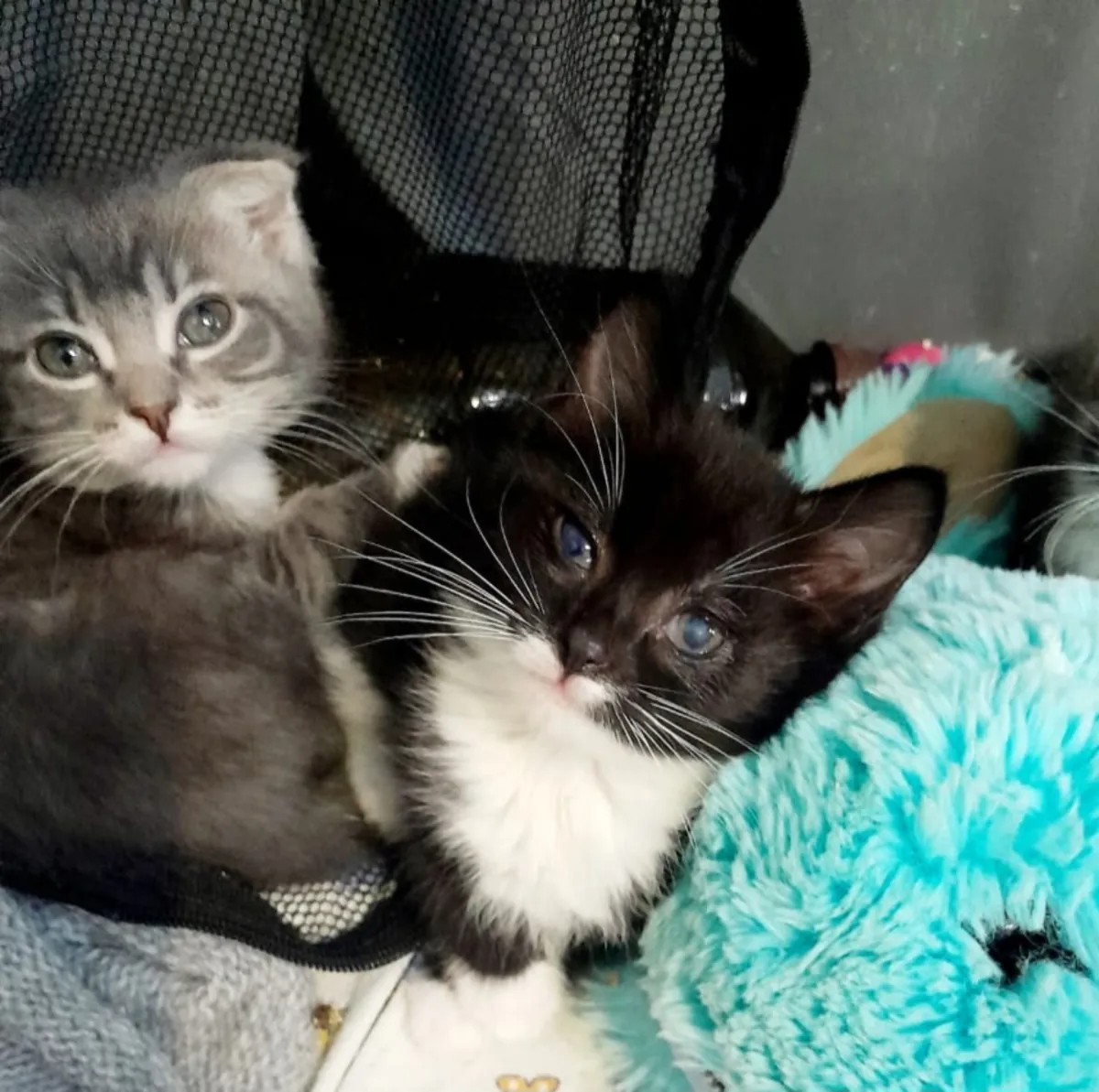 Cute hand-raised 1.5-month-old kittens
