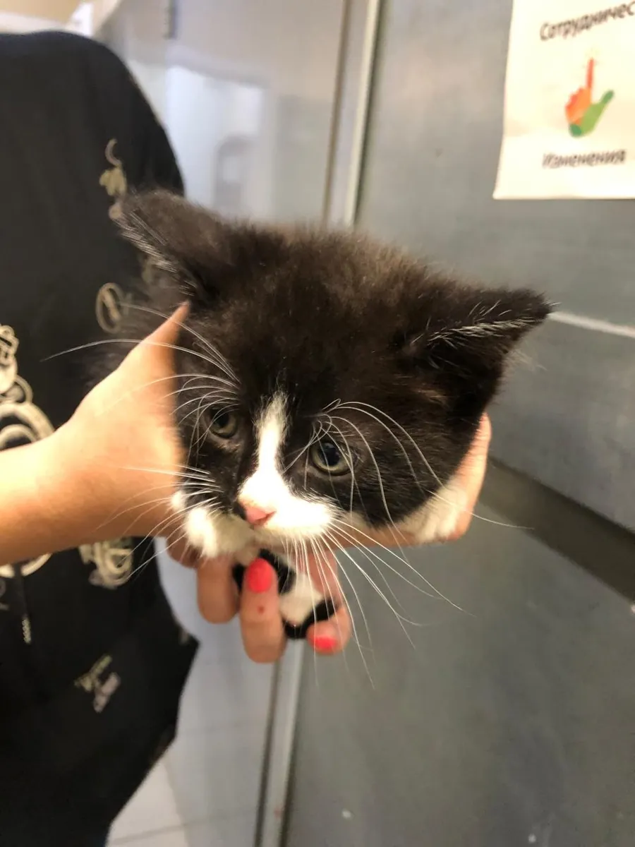 Cute hand-raised 1.5-month-old kittens