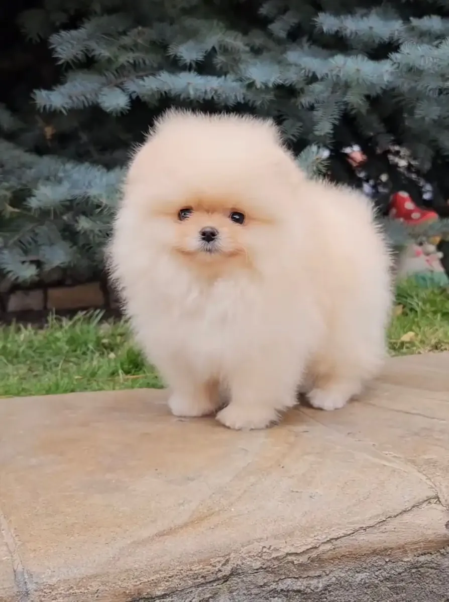 我们有一窝可爱的博美犬幼崽。