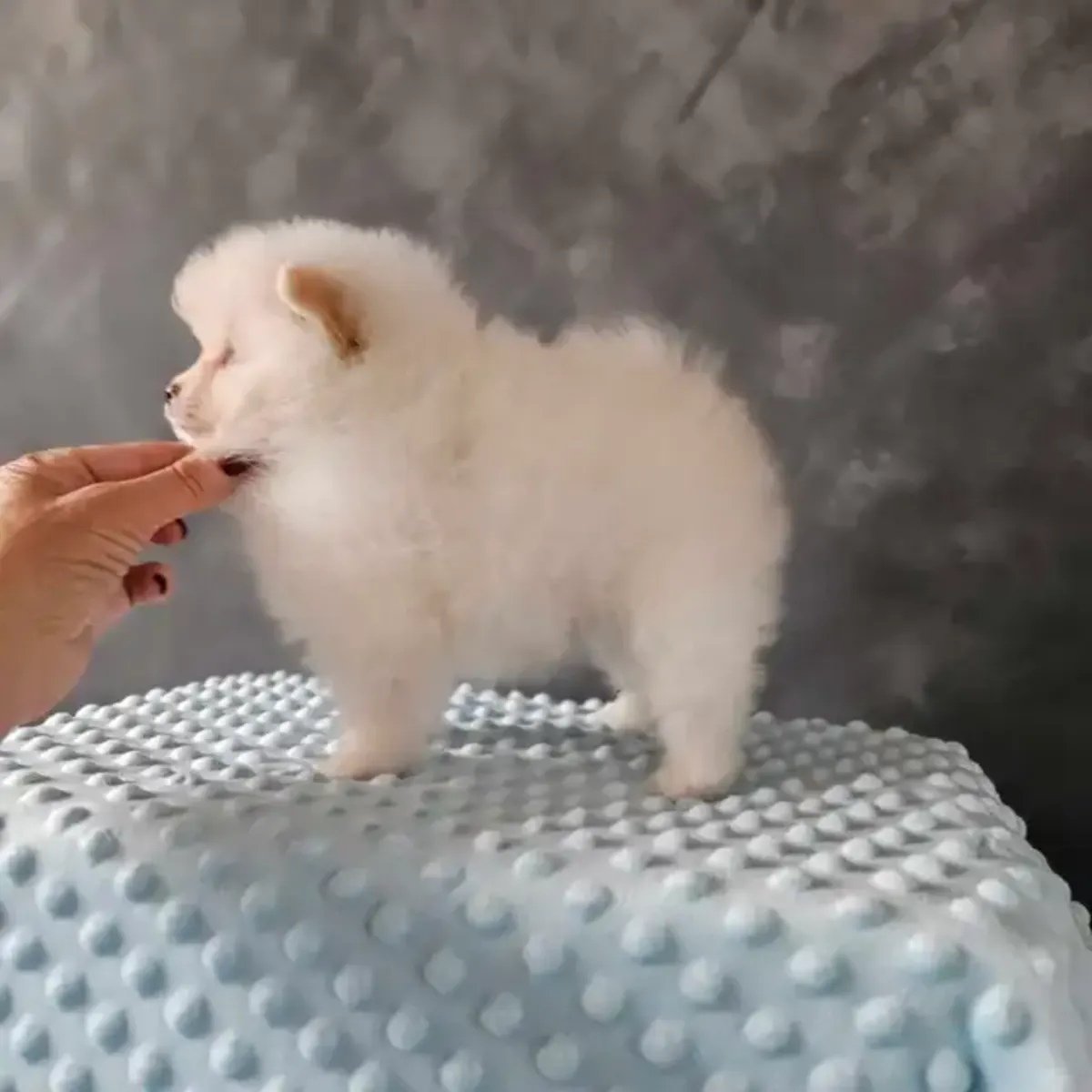 纯种博美犬幼犬，像毛绒玩具熊一样的脸