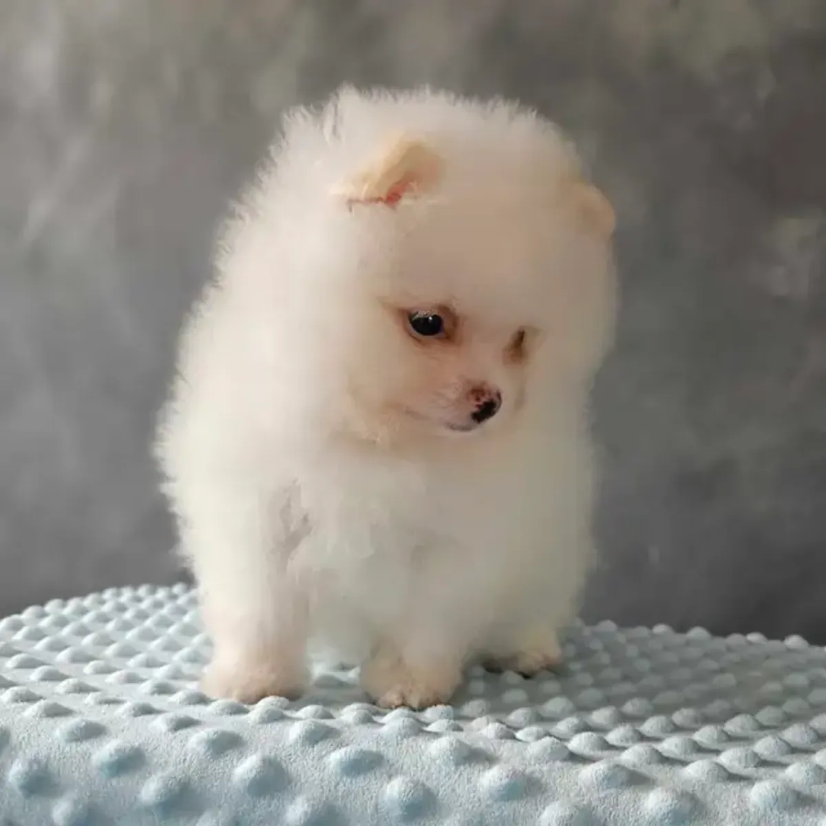 纯种博美犬幼犬，像毛绒玩具熊一样的脸