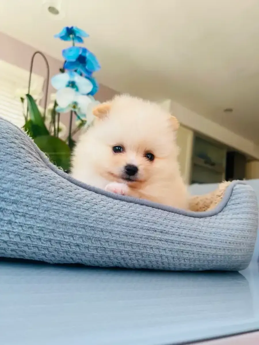 Cachorros Pomerania, machos y hembras, listos para irse a casa.