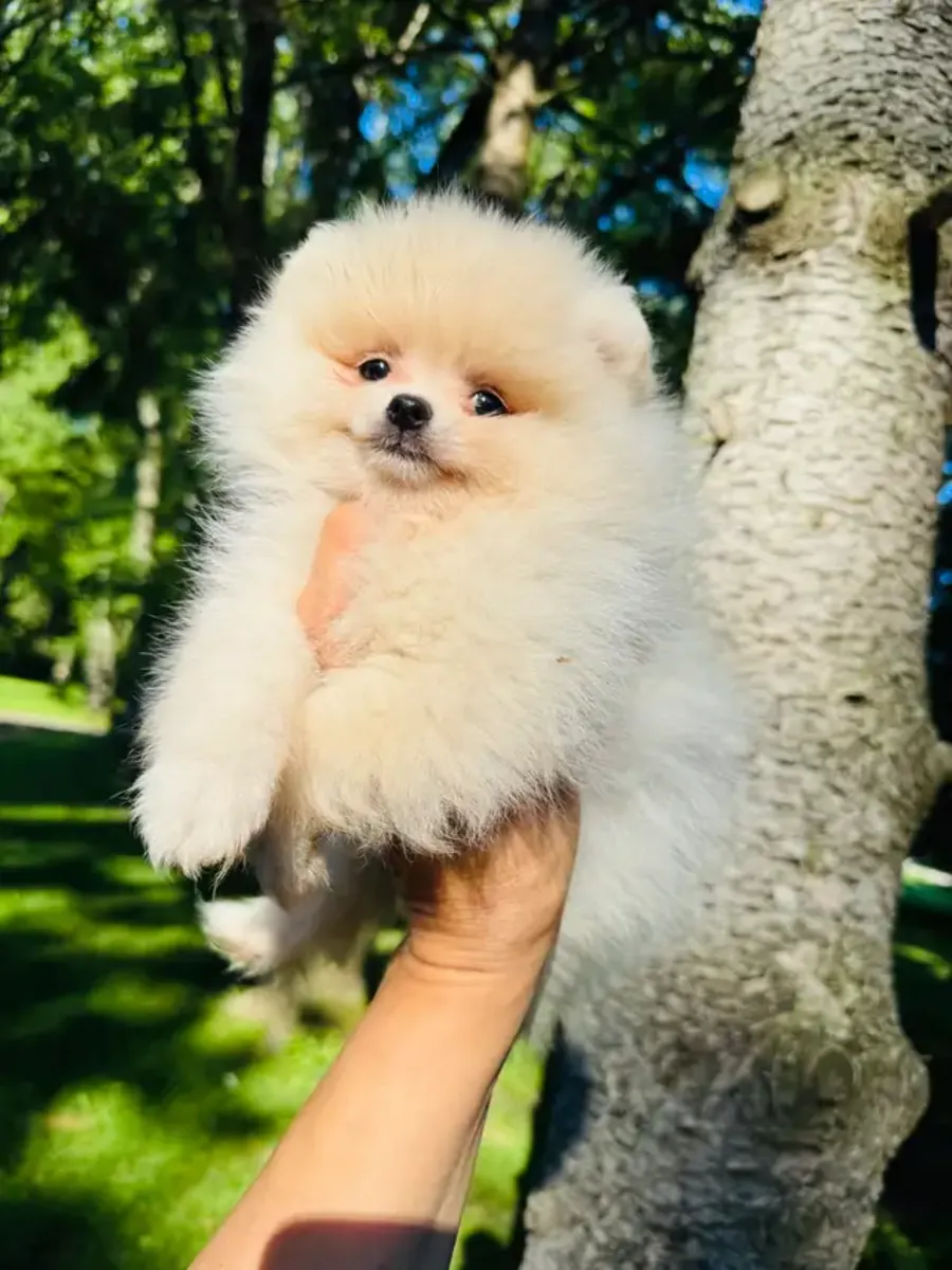Cachorros Pomerania, machos y hembras, listos para irse a casa.