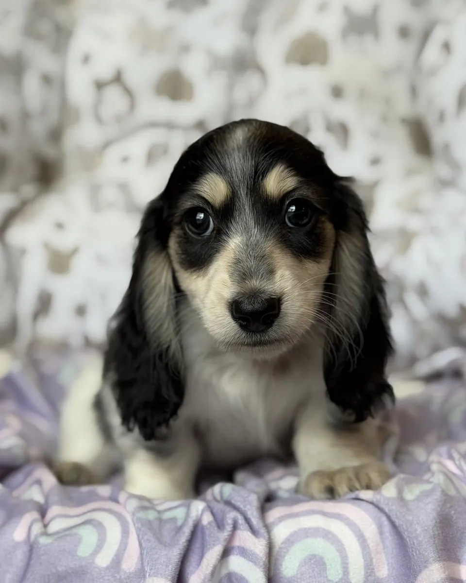 可爱的腊肠犬幼犬待领养