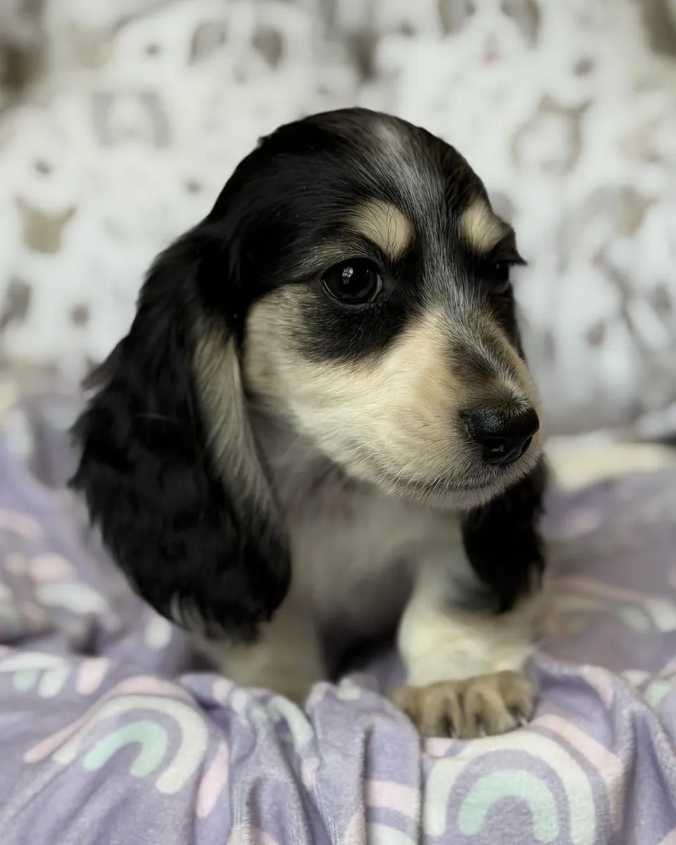 Evlat edinmeye hazır Mini Dachshund yavrusu