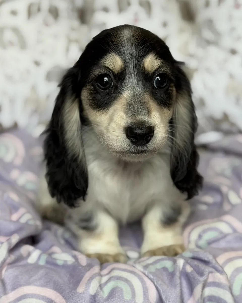 Evlat edinmeye hazır Mini Dachshund yavrusu
