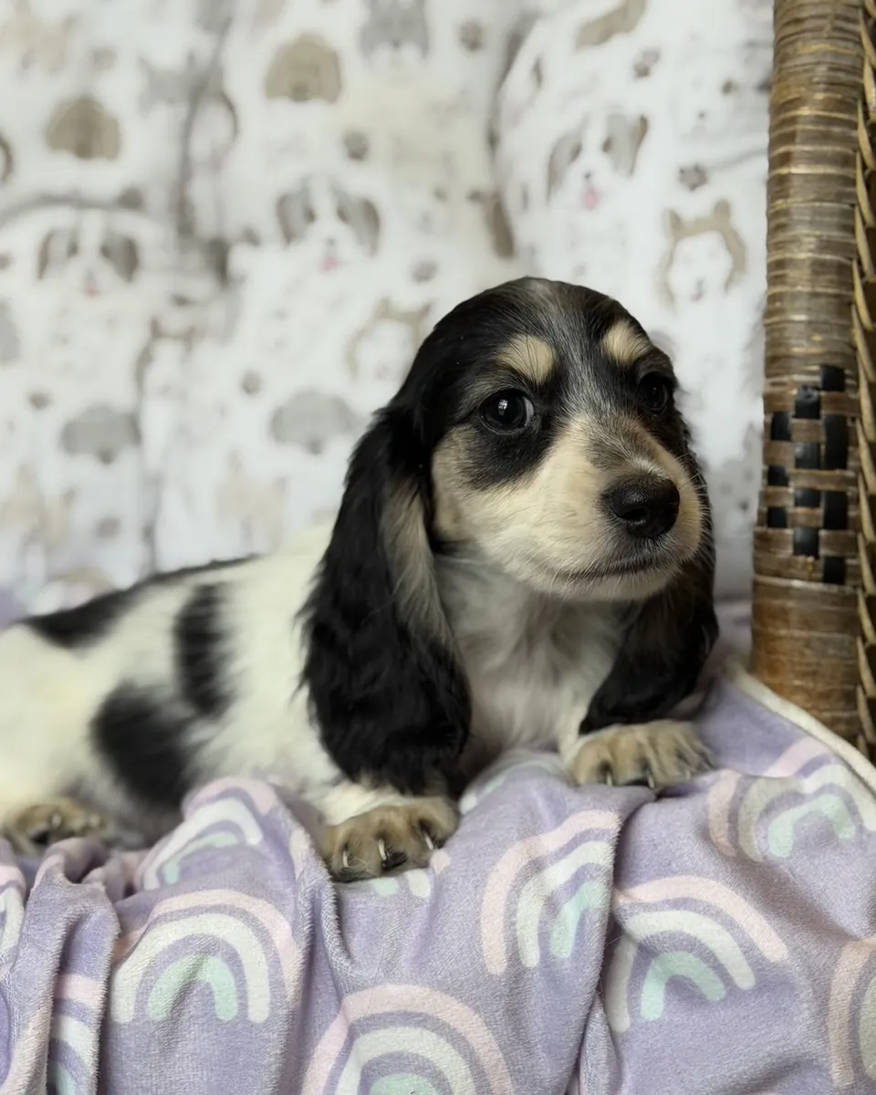 腊肠犬幼犬