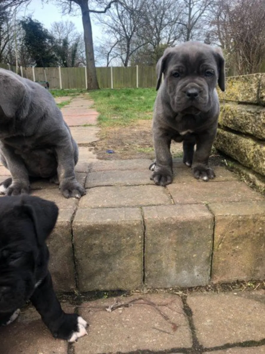 Cachorros Cane Corso (machos y hembras)