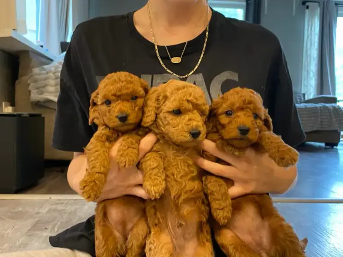 Adorables cachorros de caniche toy!