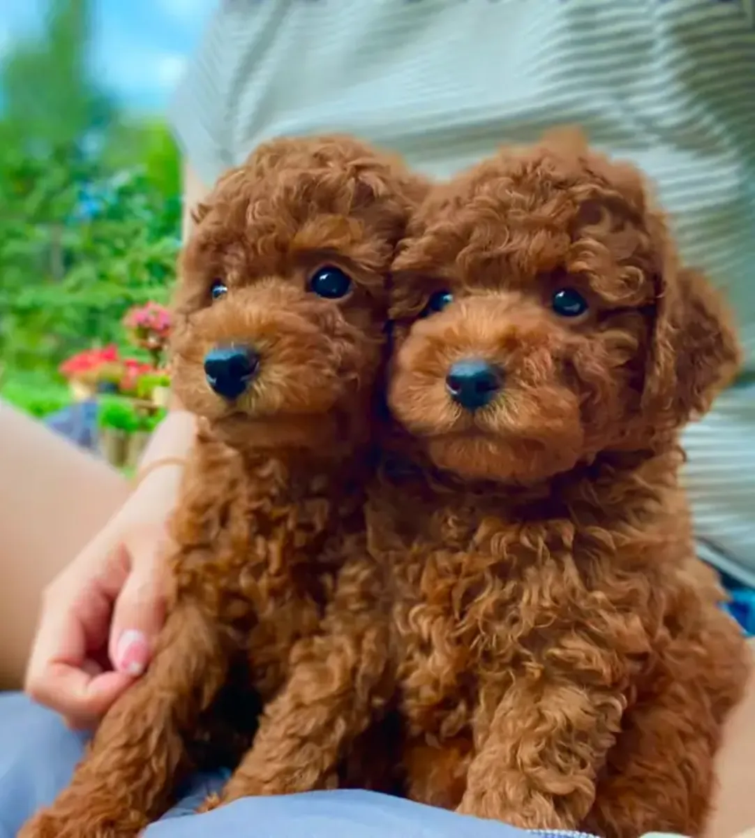chiots de caniche toy pur!