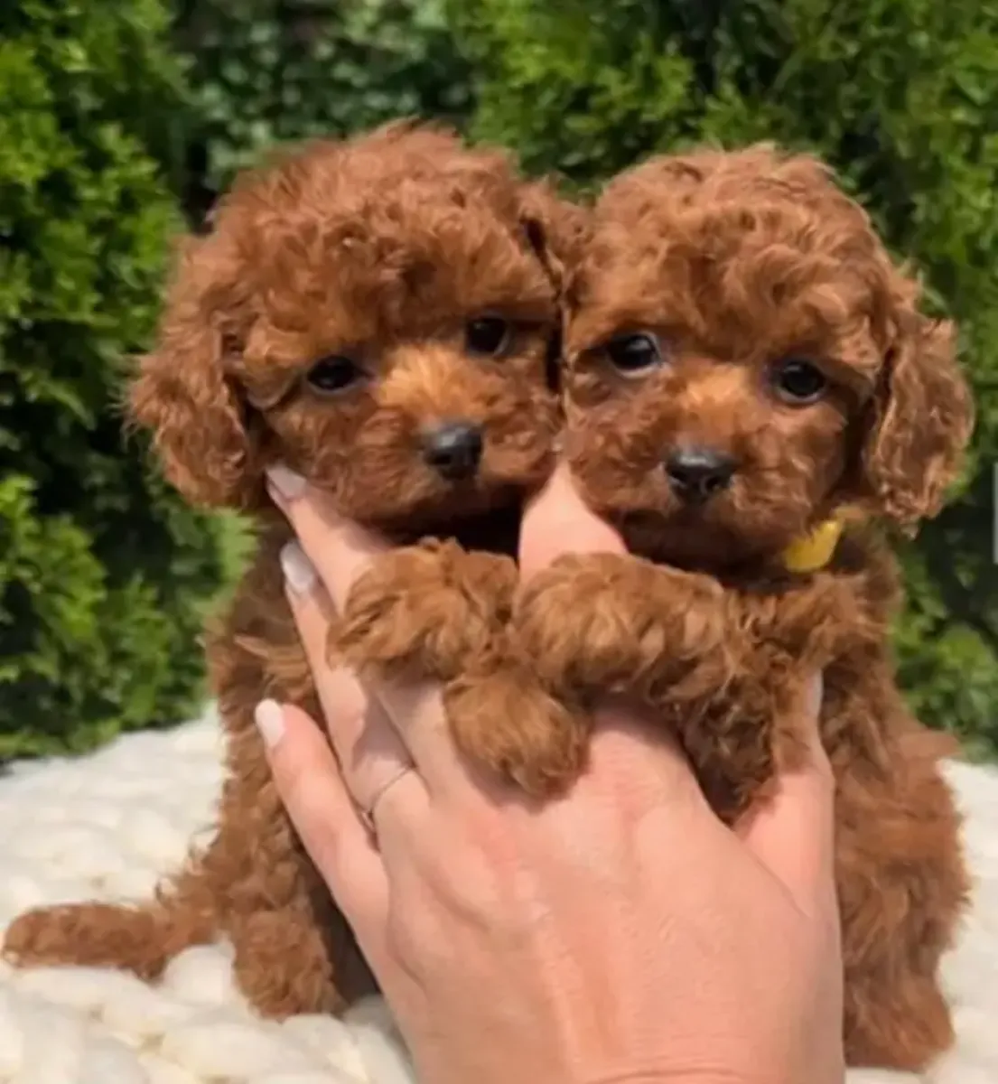 Cachorros de caniche toy miniatura de raza pura!