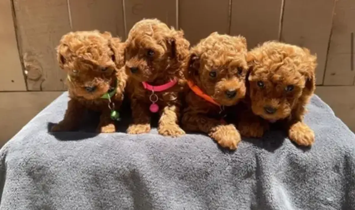 Cachorros adorables de caniche toy buscan un hogar lleno de amor.