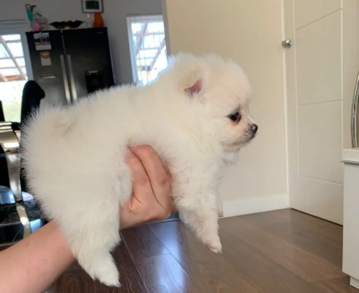 白色博美犬幼犬，毛发完美（公犬和母犬）