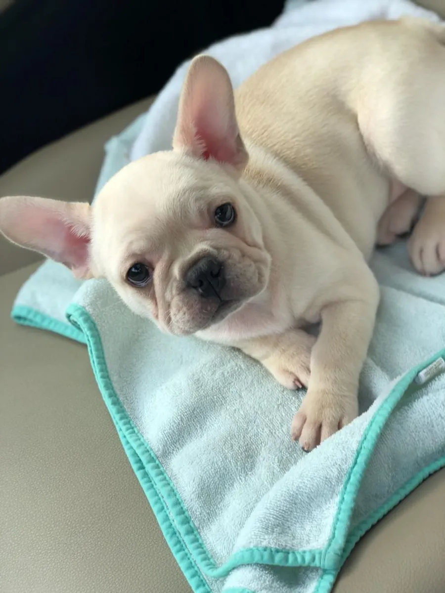 🐾 Fransız Bulldog Yavruları Mevcut 🐾