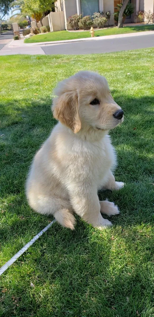 🐾 Chiots Golden Retriever Disponibles 🐾