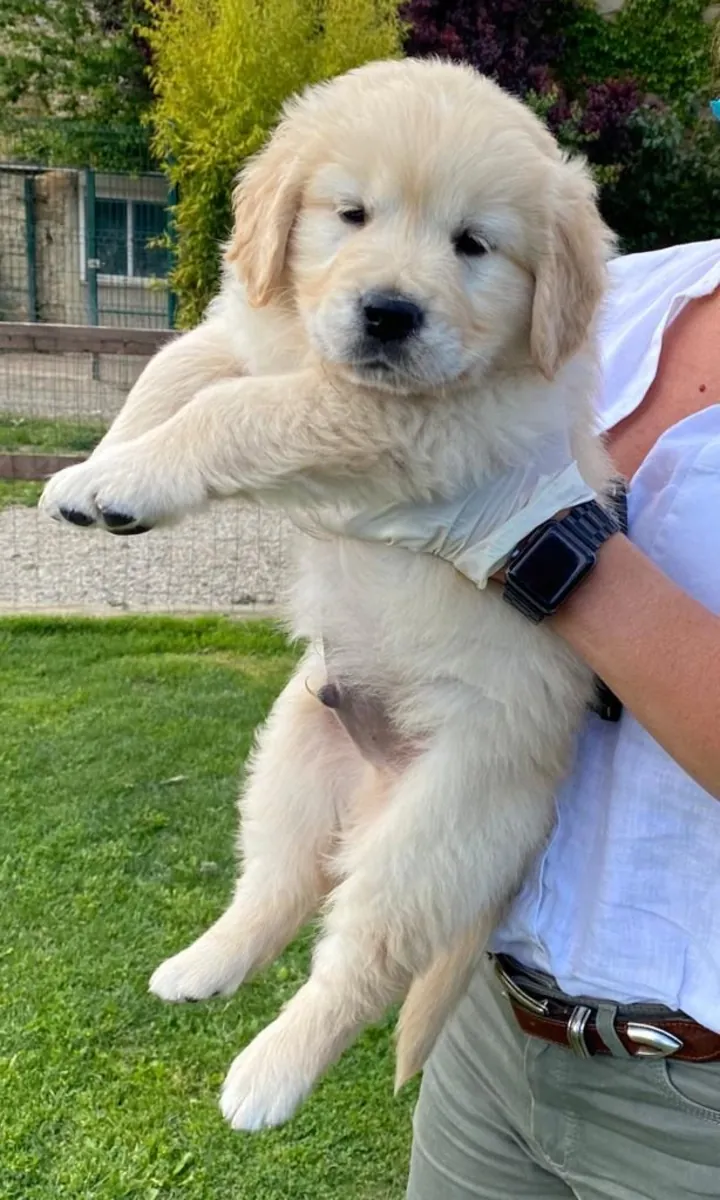 🐾 Chiots Golden Retriever Disponibles 🐾