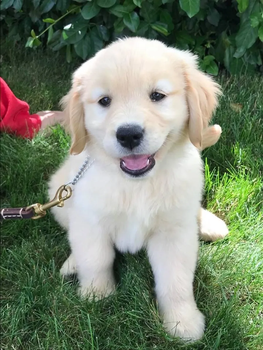 🐾 Chiots Golden Retriever Disponibles 🐾