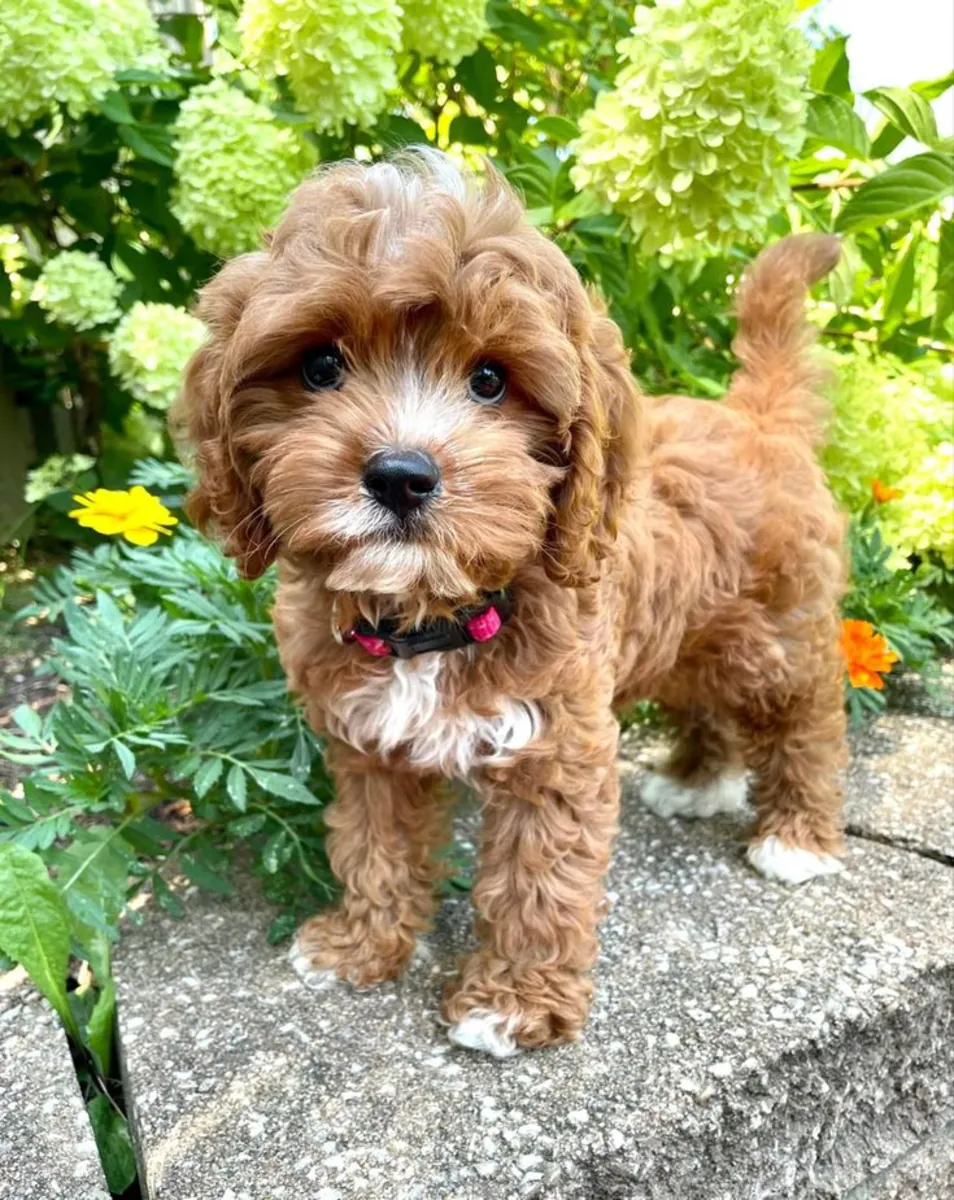 🐾 Sevimli Cavoodle Yavruları Mevcut 🐾