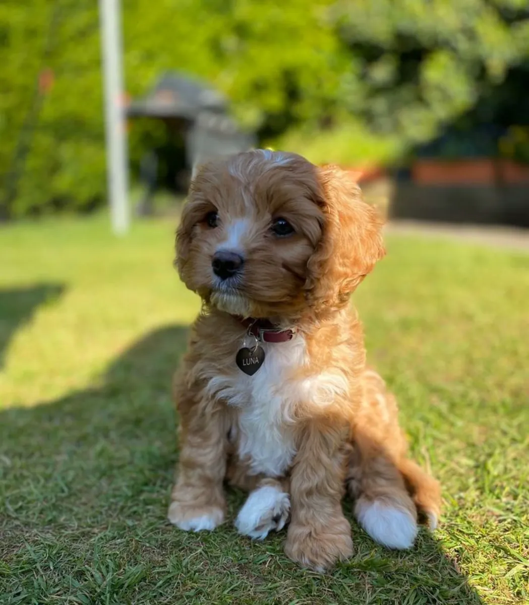🐾 Sevimli Cavoodle Yavruları Mevcut 🐾