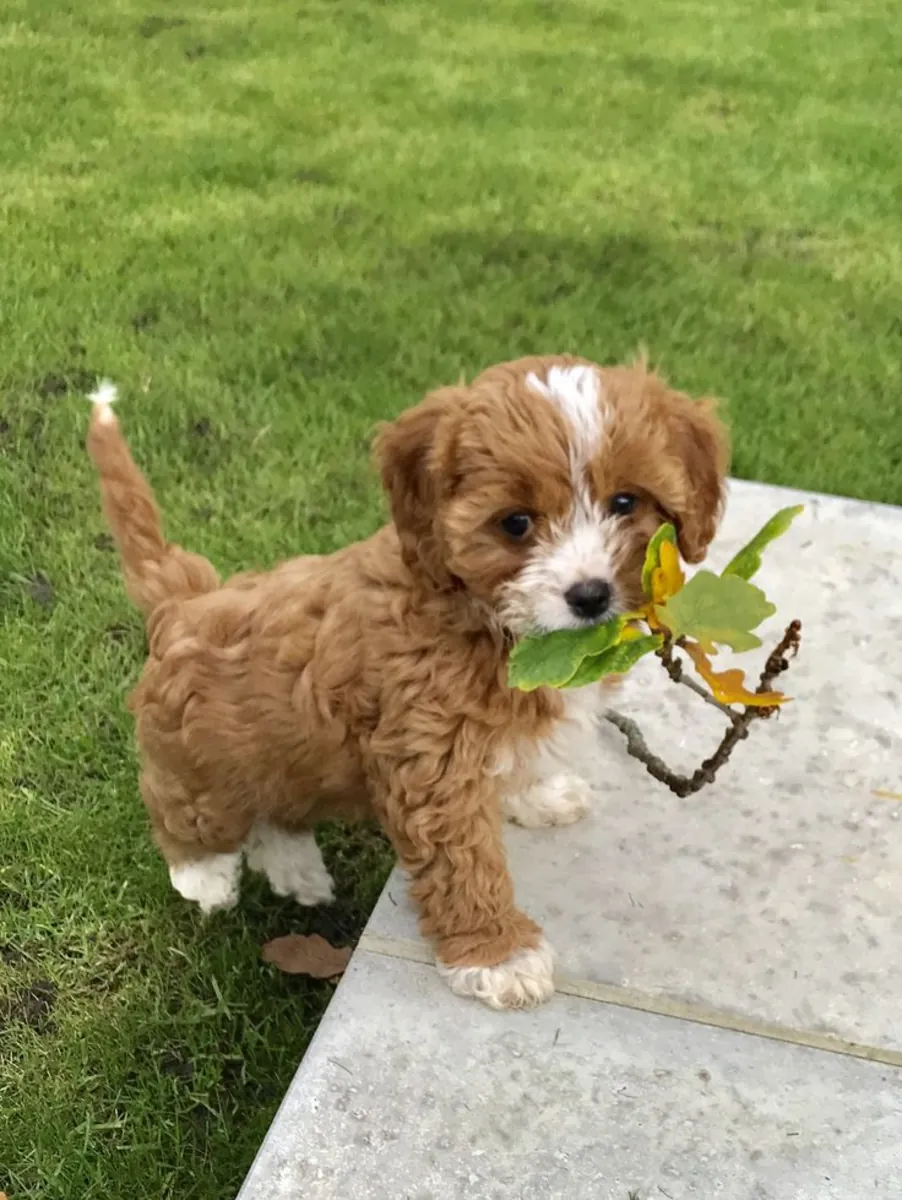 🐾 Sevimli Cavoodle Yavruları Mevcut 🐾