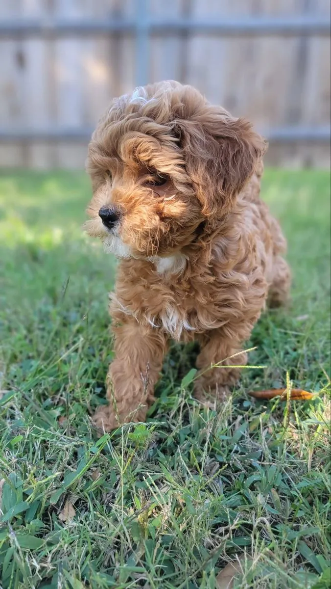 🐾 Sevimli Cavoodle Yavruları Mevcut 🐾