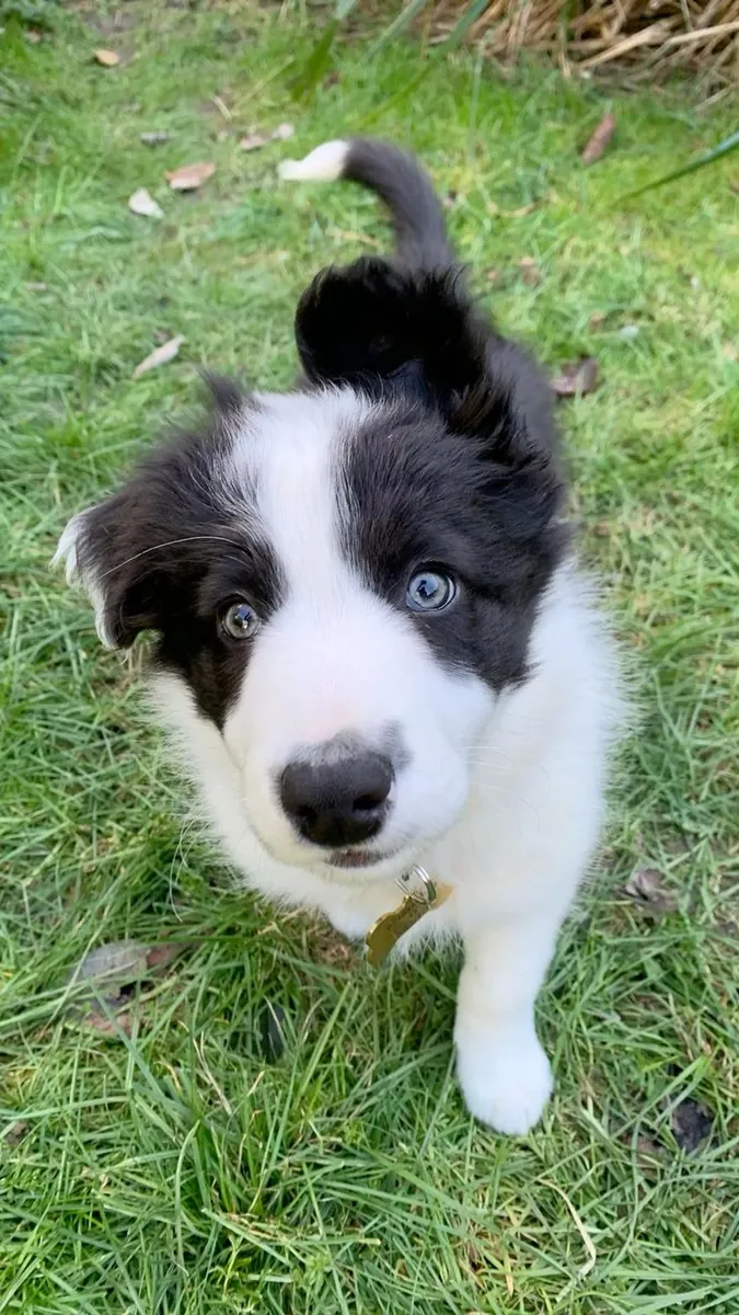 🐾 Güzel Border Collie Yavruları Mevcut