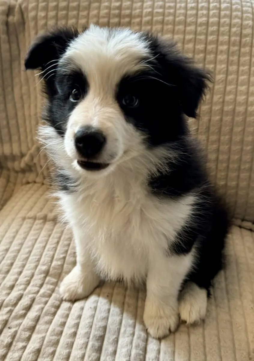 🐾 Güzel Border Collie Yavruları Mevcut