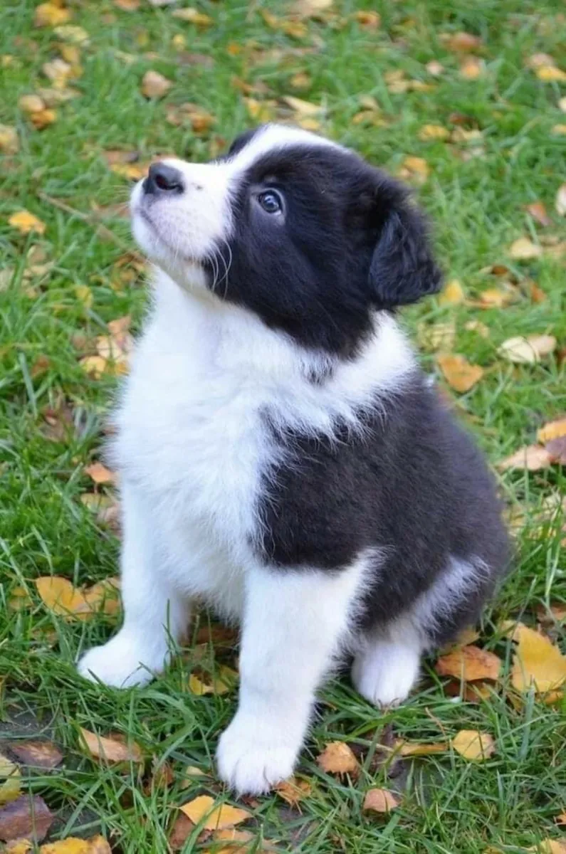 🐾 Güzel Border Collie Yavruları Mevcut
