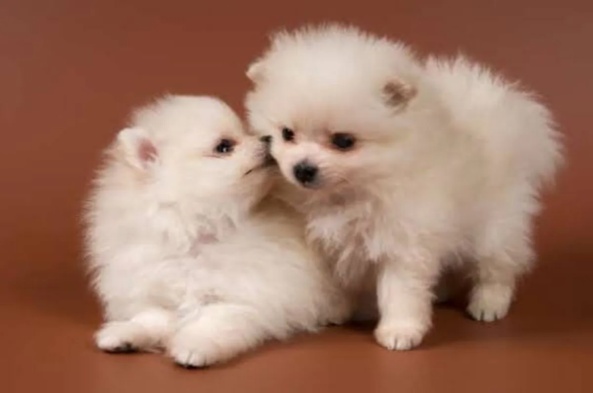 Femelles et mâle disponible pour adoption 